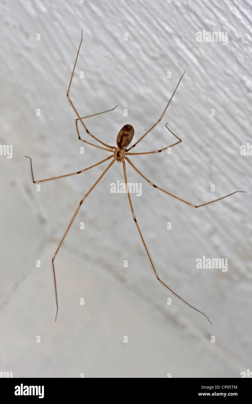 Spider Splicer On The Ceiling