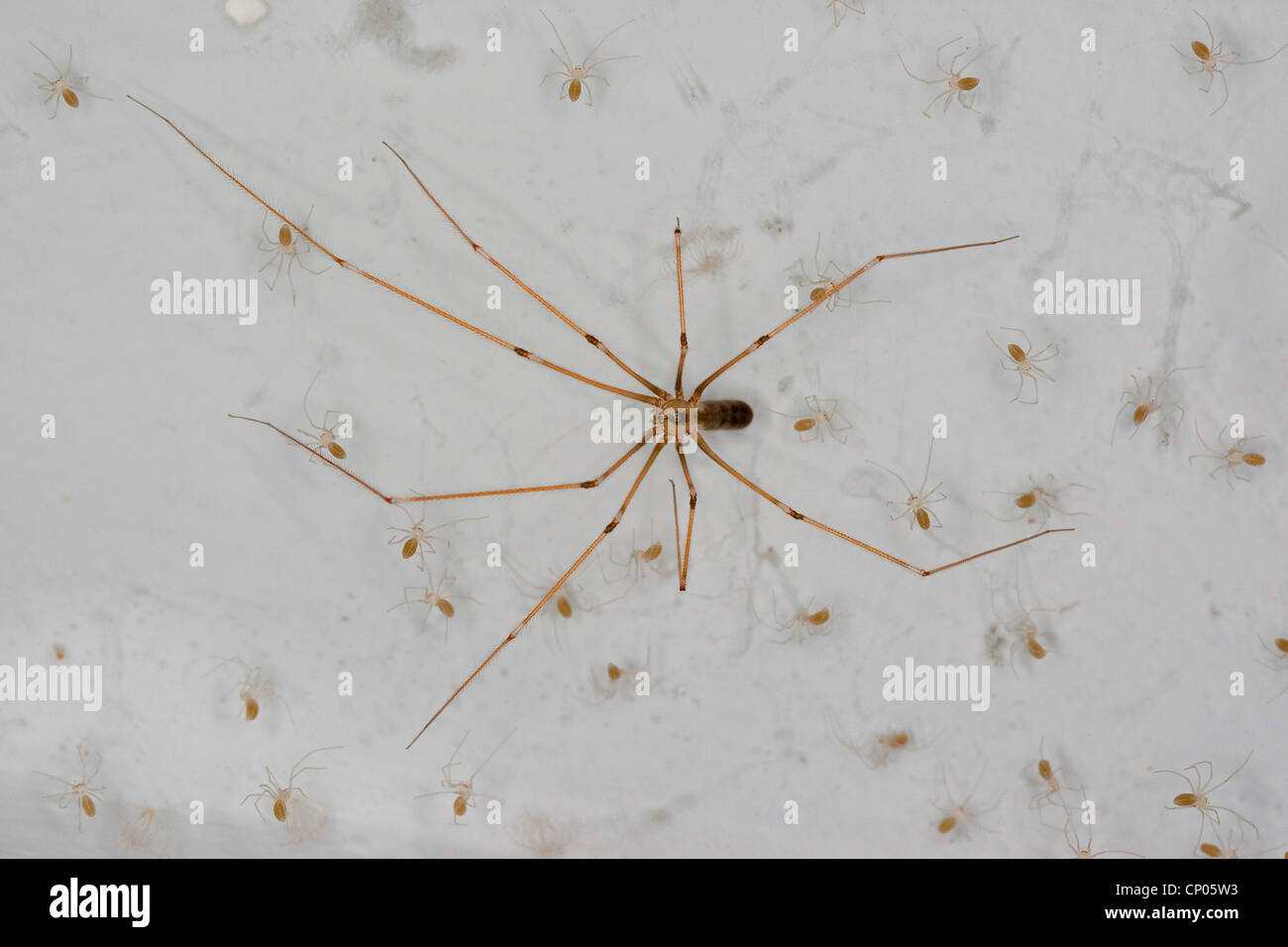 Long-bodied cellar spider, Longbodied cellar spider (Pholcus phalangioides), female with one day old juveniles in a web at a ceiling, Germany Stock Photo