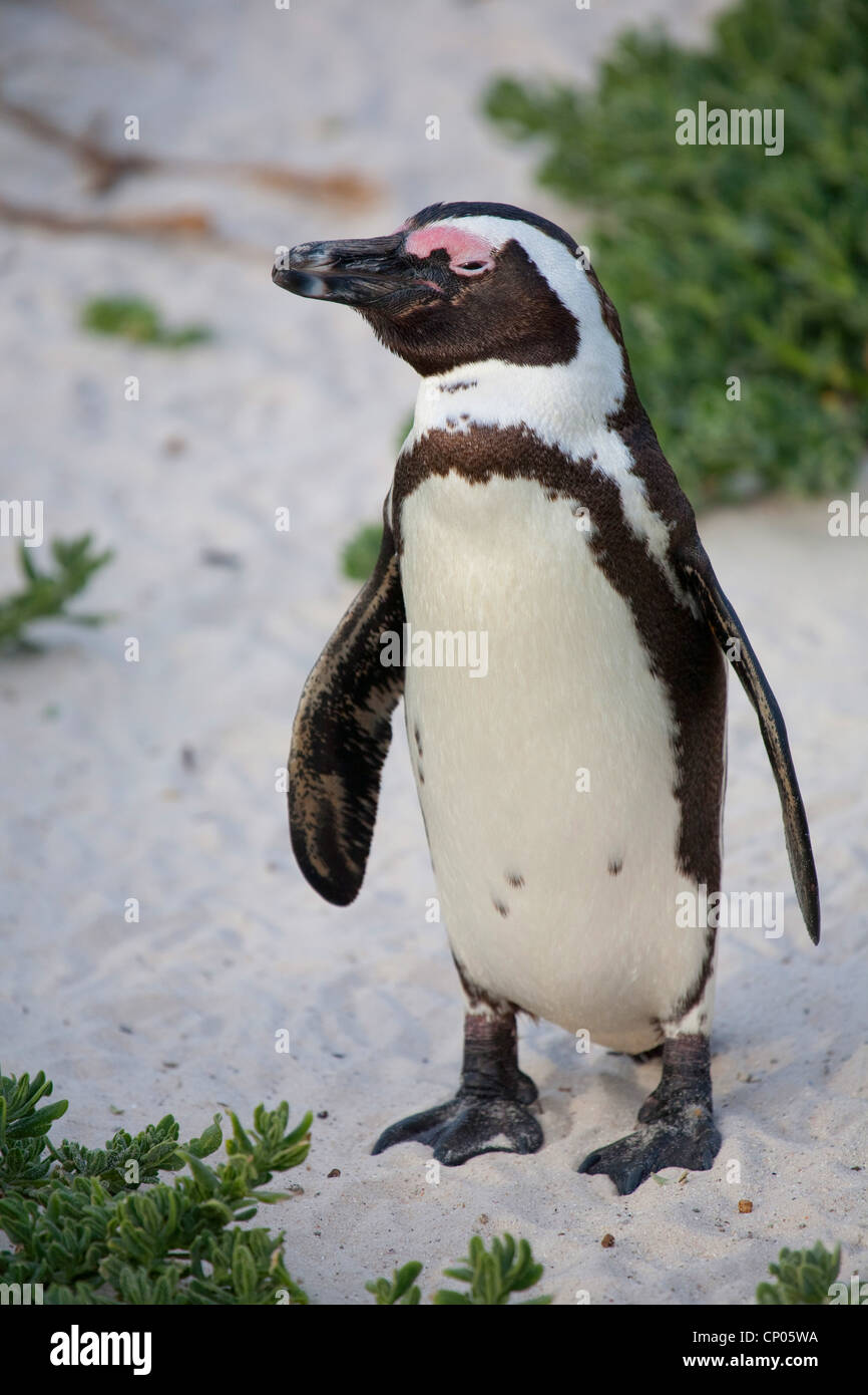 jackass penguin, African penguin, black-footed penguin (Spheniscus demersus), on the beach, South Africa, Western Cape, Boulders Beach, Simons Town Stock Photo
