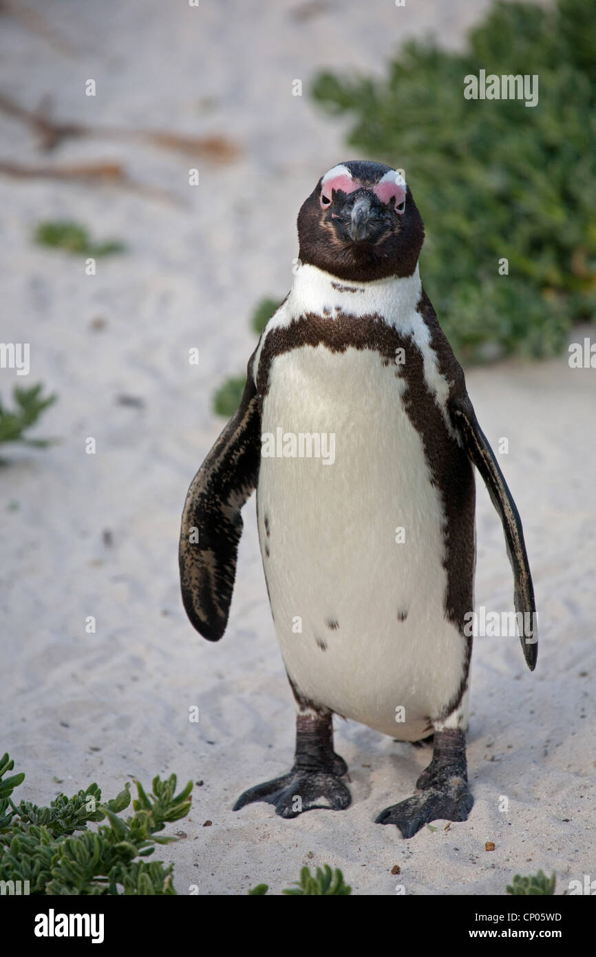 jackass penguin, African penguin, black-footed penguin (Spheniscus demersus), on the beach, South Africa, Western Cape, Boulders Beach, Simons Town Stock Photo