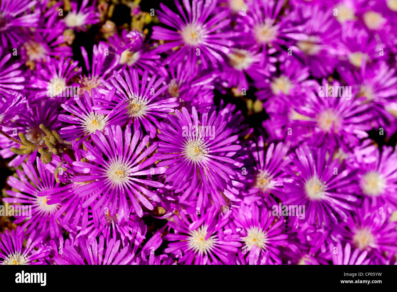 ice plant (Drosanthemum hispidum ), blooming, South Africa, Northern Cape, Namaqualand Stock Photo