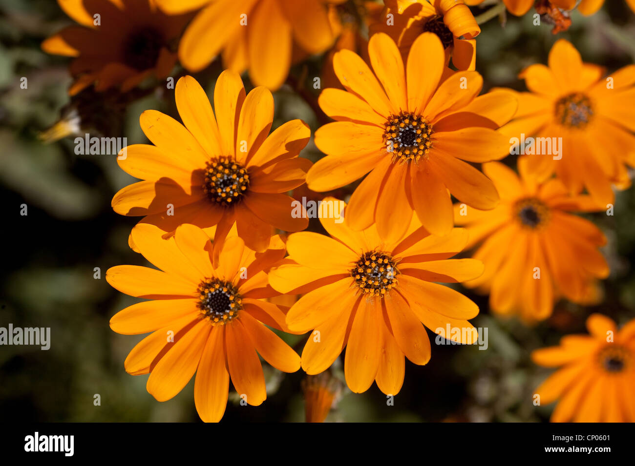 Namaqualand daisy, Cape marigold (Dimorphotheca sinuata), blooming, South Africa, Northern Cape, Namaqualand Stock Photo