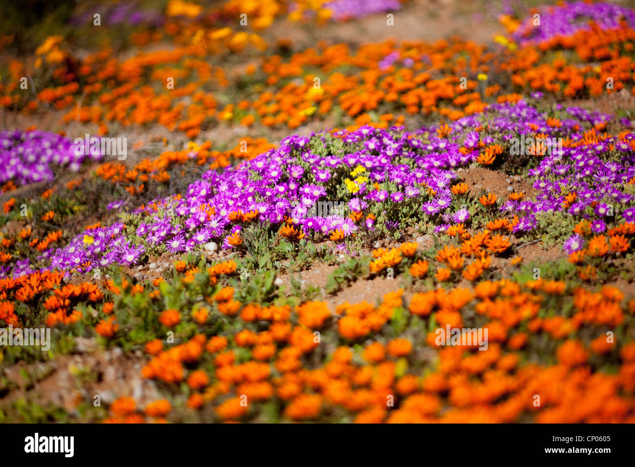 flower carpet with Drosanthemum hispidum (violet) and Gorteria diffusa (orange), South Africa, Northern Cape, Namaqualand Stock Photo