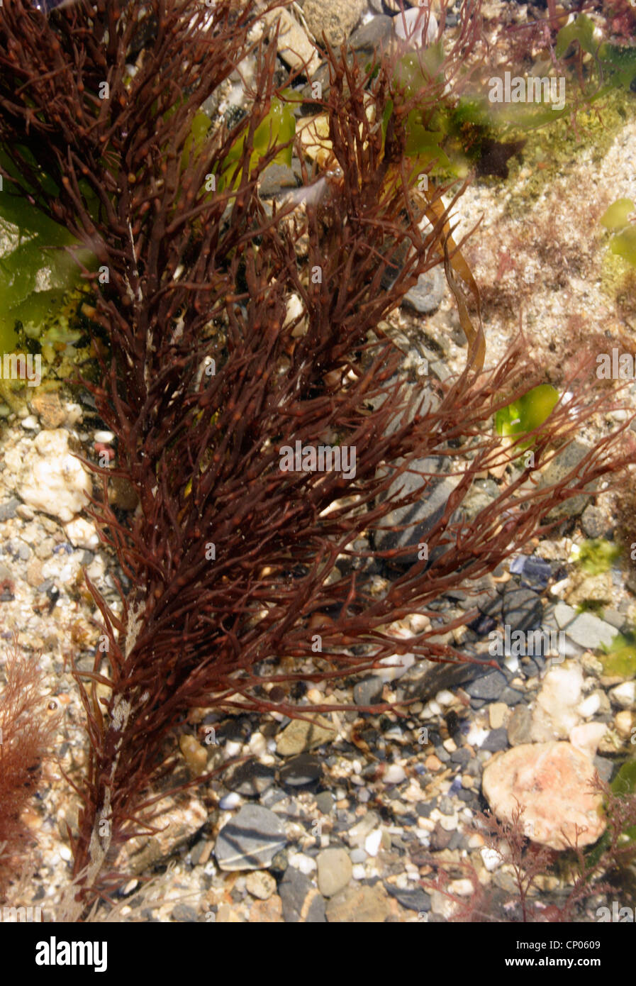 A red seaweed (Halopitys incurvus), UK. Stock Photo