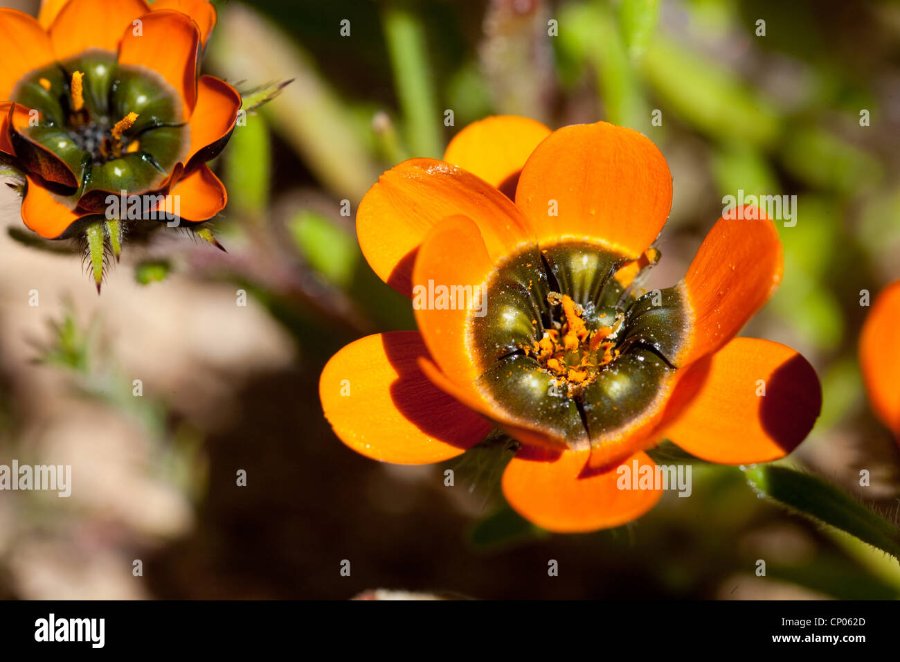Beetle Daisy (Gorteria diffusa ssp. calendulacea), blooming, South Africa, Northern Cape, Namaqua National Park, Kamieskroon Stock Photo