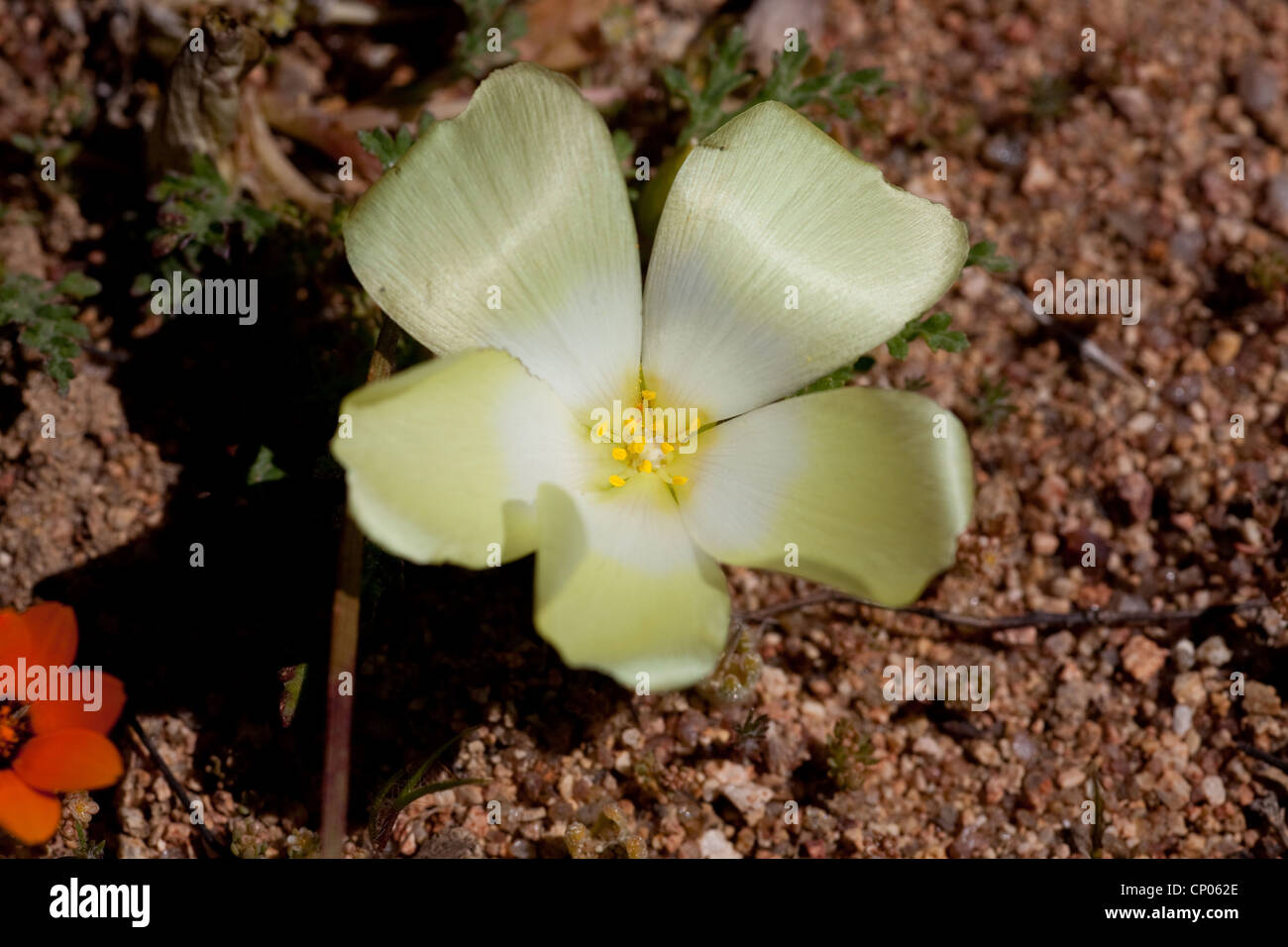 White-eyed Duiker Root (Grielum humifusum), flower, South Africa, Northern Cape, Namaqua National Park, Kamieskroon Stock Photo