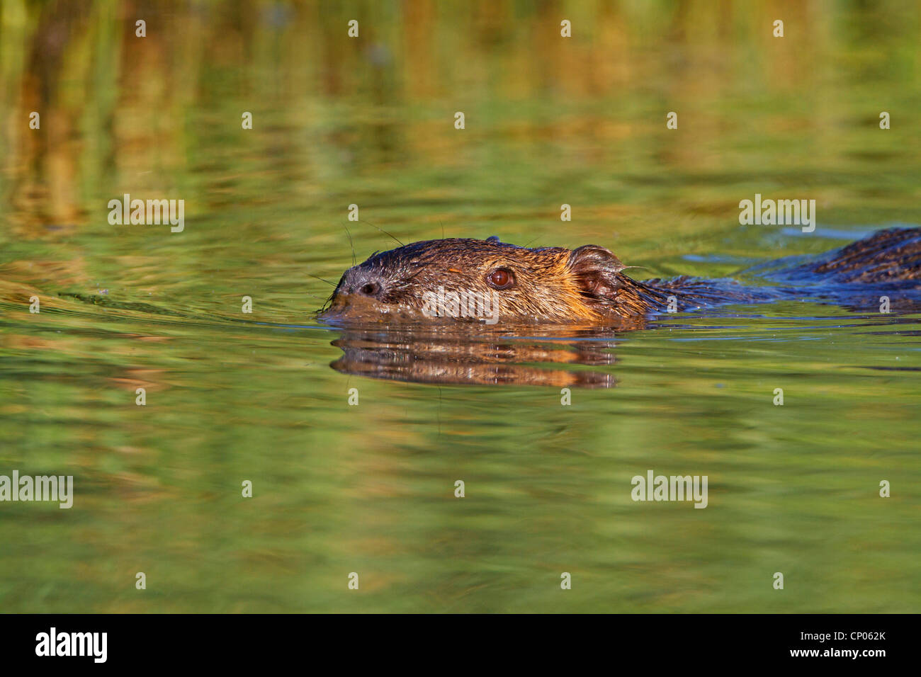 coypu, nutria (Myocastor coypus), swimming, Germany, Rhineland-Palatinate Stock Photo