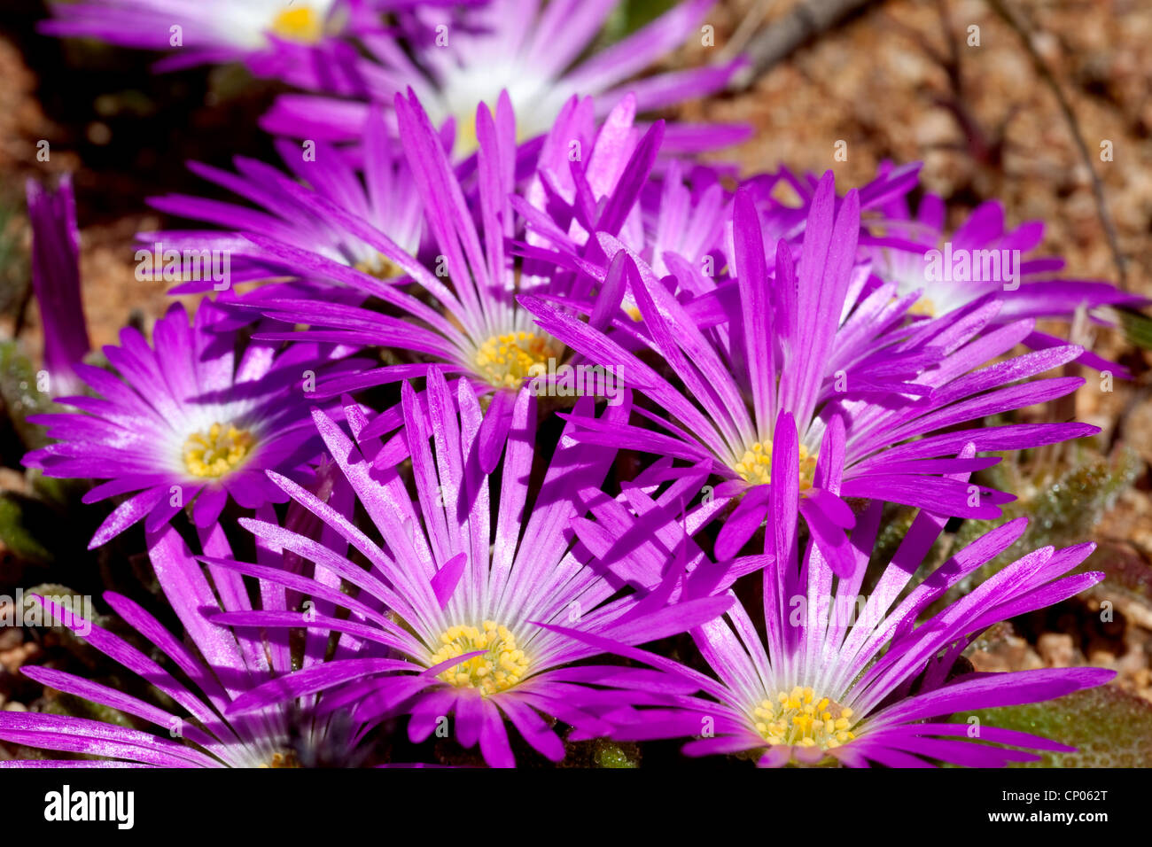 livingstone daisy (Dorotheanthus bellidiformis), blooming, South Africa, Northern Cape, Namaqua National Park, Kamieskroon Stock Photo