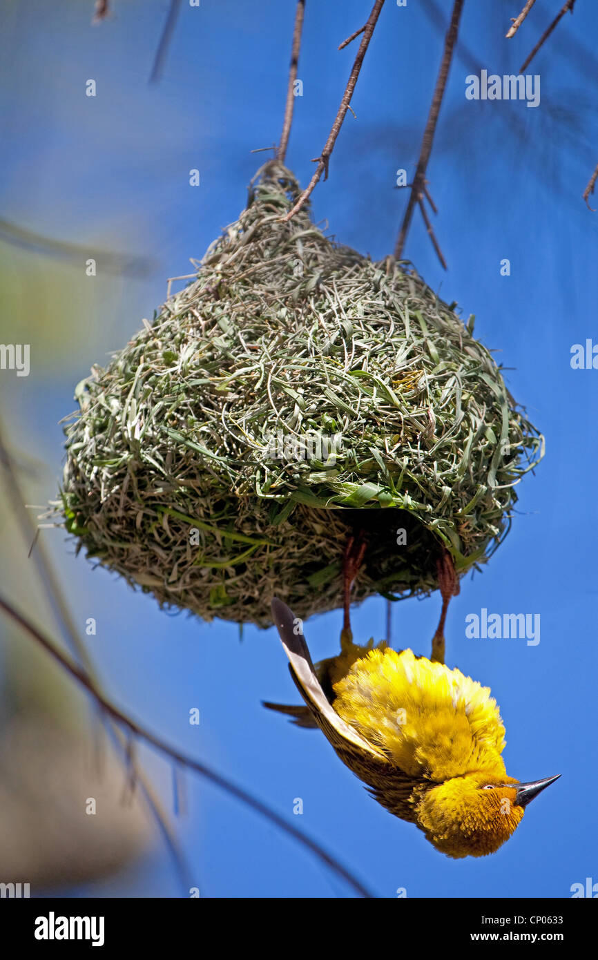 african weaver bird nest