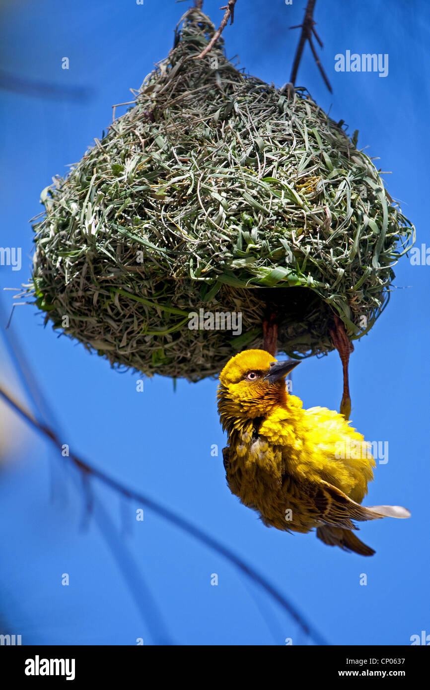 yellow weaver bird at its nest, South Africa, Western Cape, Namaqualand, Bitterfontein Stock Photo