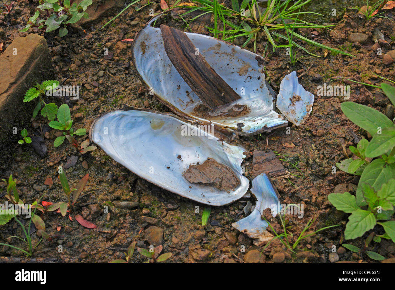 pond mussels, floaters (Anodonta spec.), empty shells on wet soil ground, Germany, Baden-Wuerttemberg Stock Photo