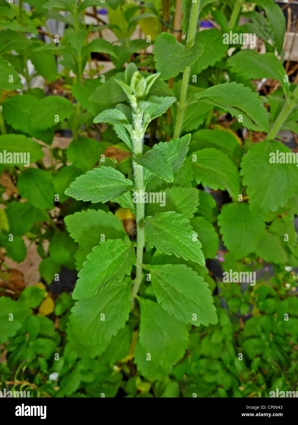 stevia (Stevia rebaudiana), plant Stock Photo