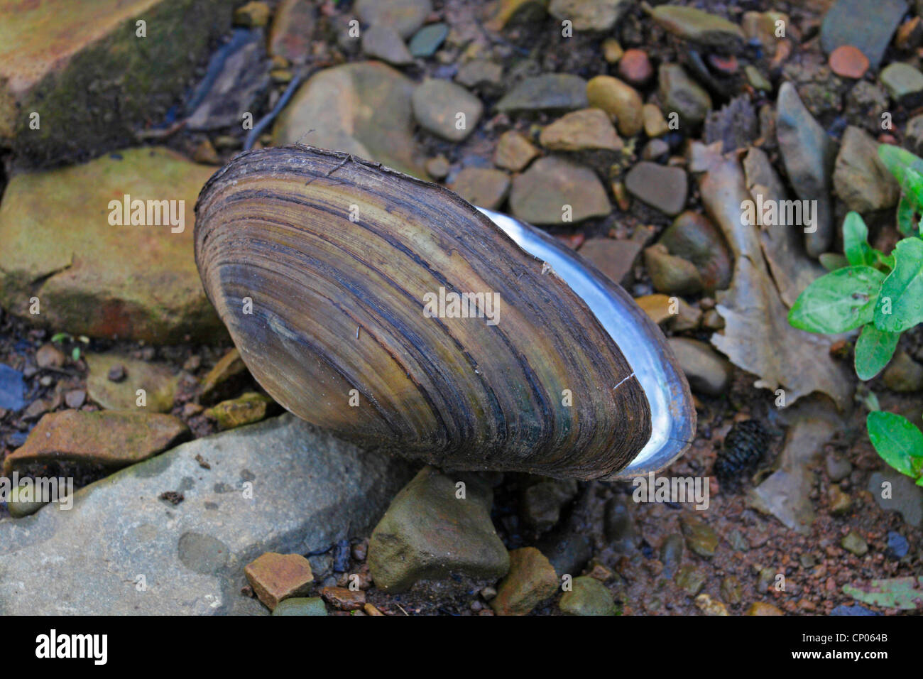 pond mussels, floaters (Anodonta spec.), empty shells on wet soil ground, Germany, Baden-Wuerttemberg Stock Photo