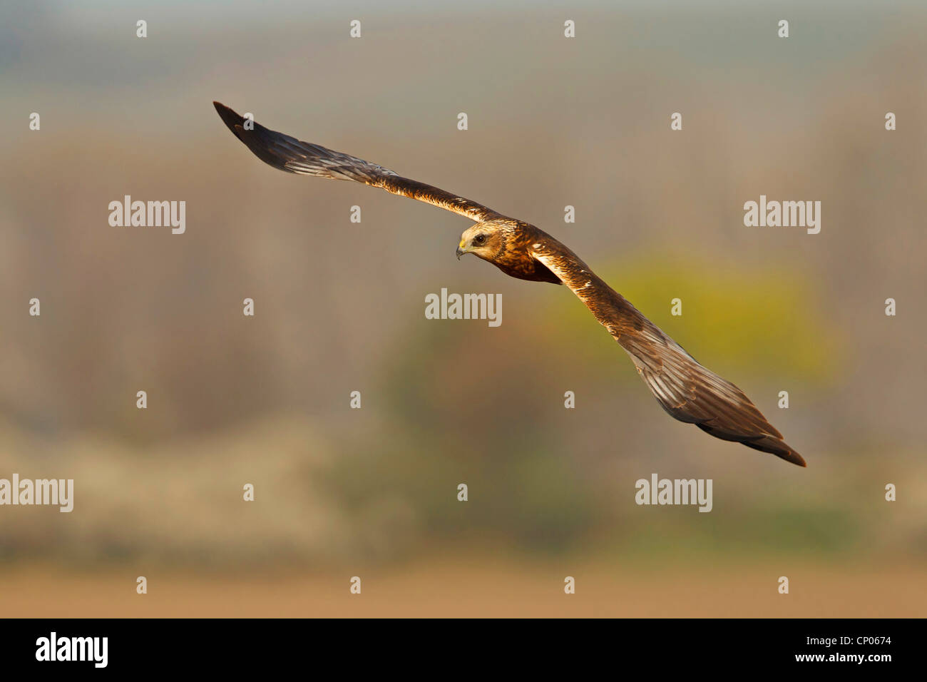 Western Marsh Harrier (Circus aeruginosus), flying, Germany, Rhineland-Palatinate Stock Photo
