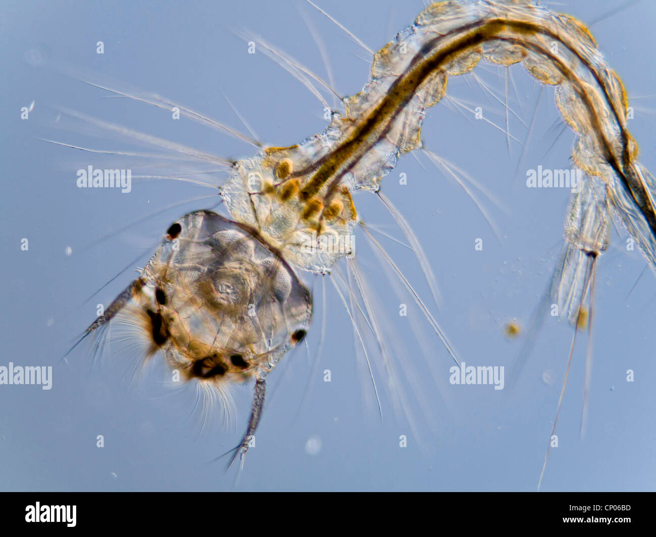 mosquito, gnat (Culex spec.), larva of an gnat, Germany Stock Photo