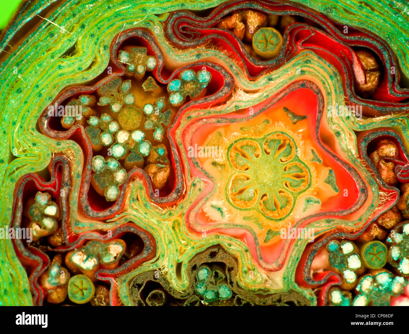 rhododendron (Rhododendron spec.), cross section of a flower bud of an rhododendron, not dyed Stock Photo