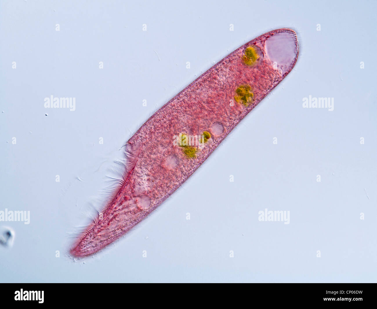 Blepharisma americana (Blepharisma americana), pink ciliate feeding on green algae, Germany Stock Photo