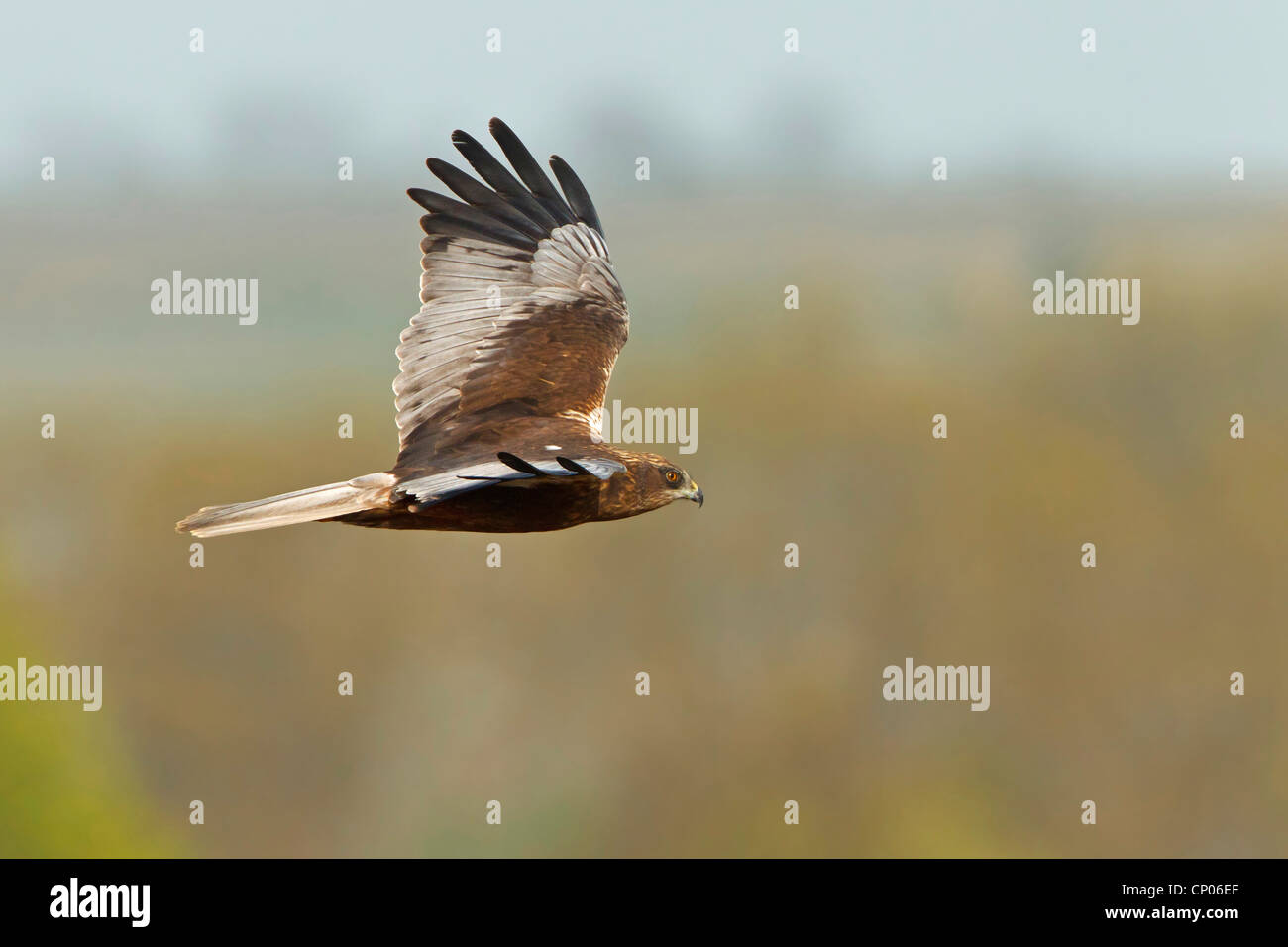 Western Marsh Harrier (Circus aeruginosus), flying, side view, Germany, Rhineland-Palatinate Stock Photo