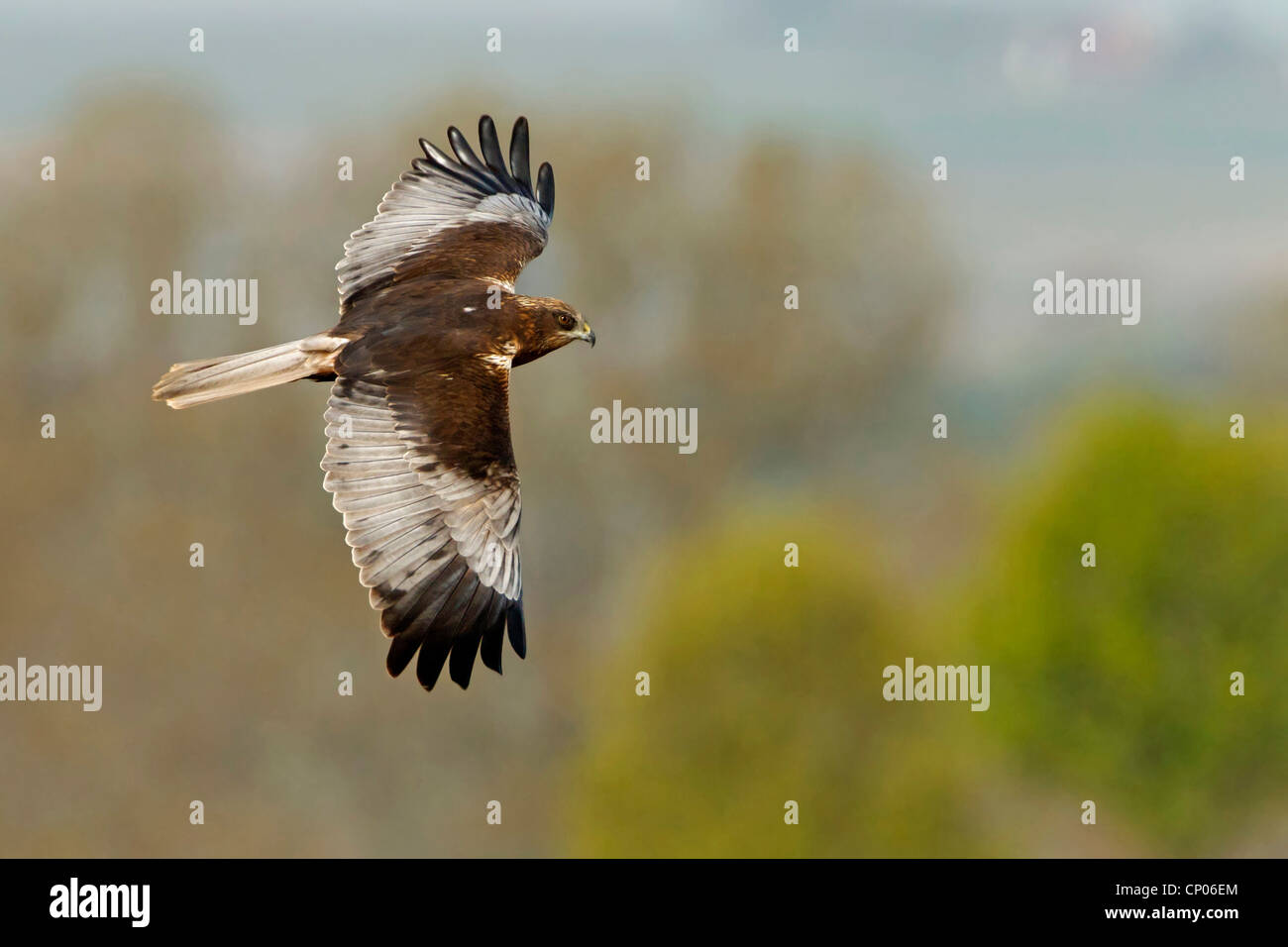 Western Marsh Harrier (Circus aeruginosus), flying, side view, Germany, Rhineland-Palatinate Stock Photo