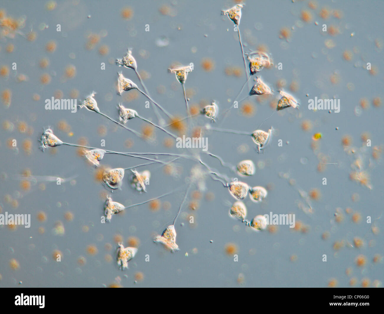 Vorticella hires stock photography and images Alamy