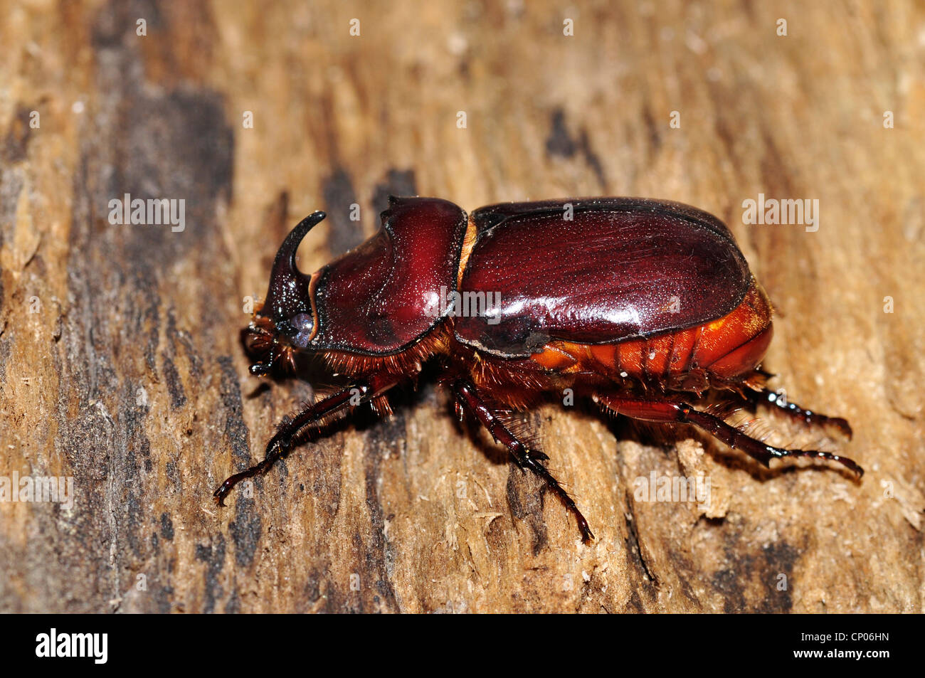 European rhinoceros beetle (Oryctes nasicornis), on wood, Germany, Lower Saxony Stock Photo