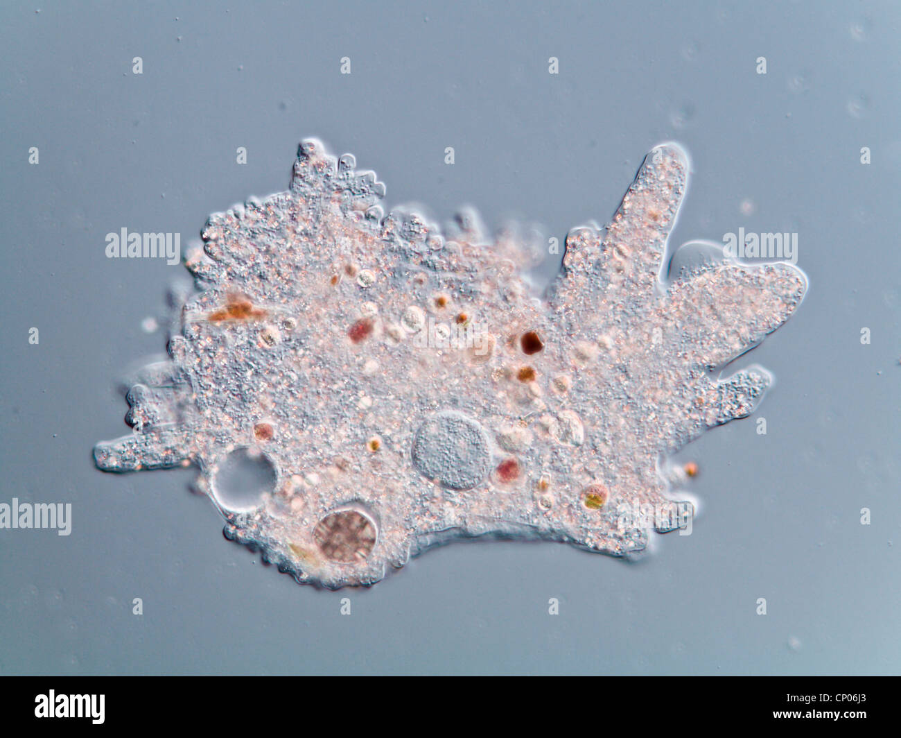 amoeba proteus 400x