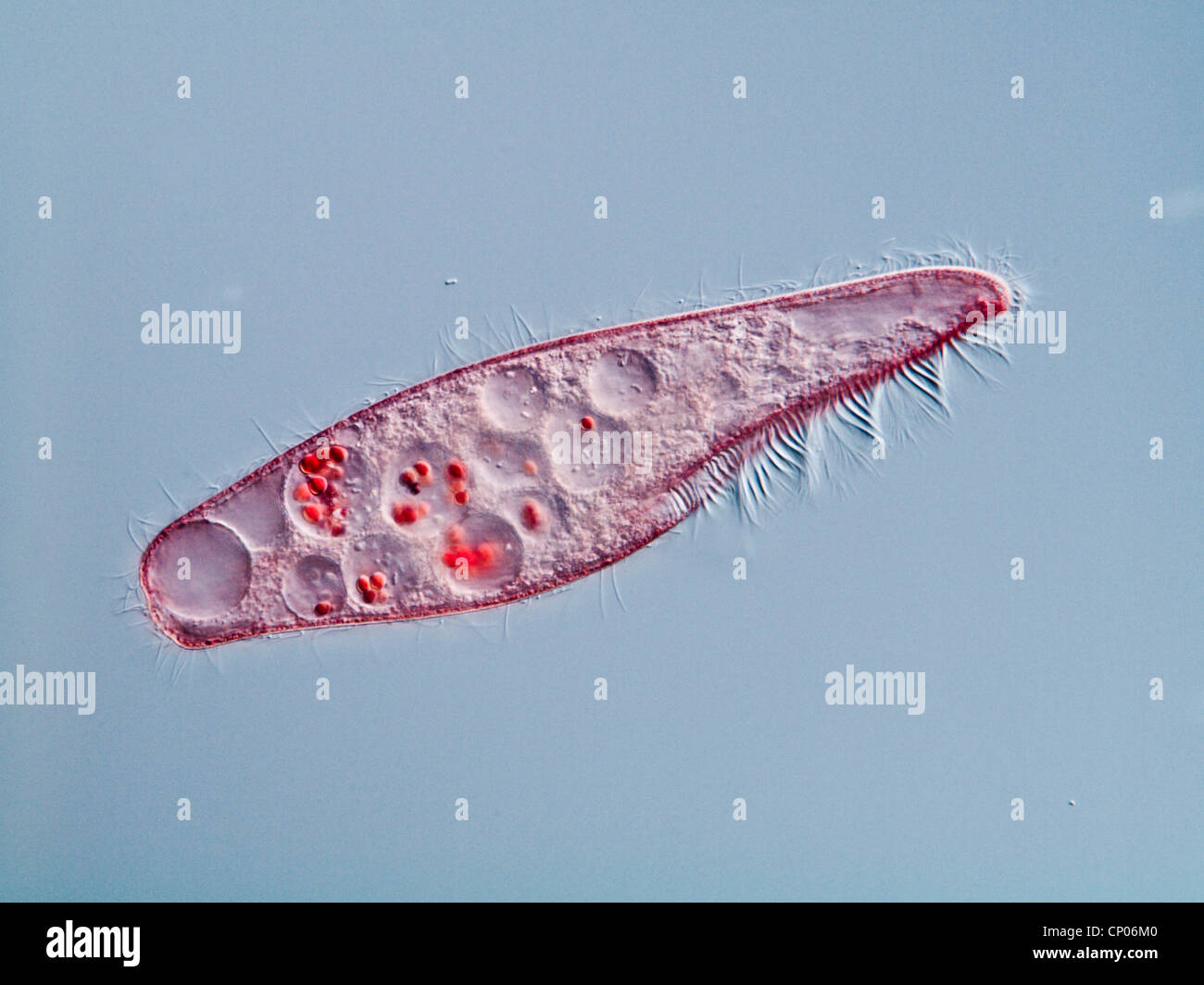 Blepharisma americana (Blepharisma americana), pink ciliate feeding on dyed yeasts, Germany Stock Photo