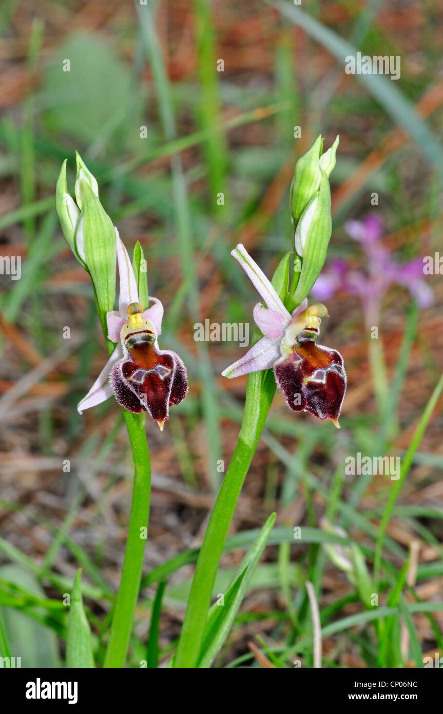 orchid (Ophrys elegans, Ophrys argolica ssp. elegans), blooming, Cyprus Stock Photo