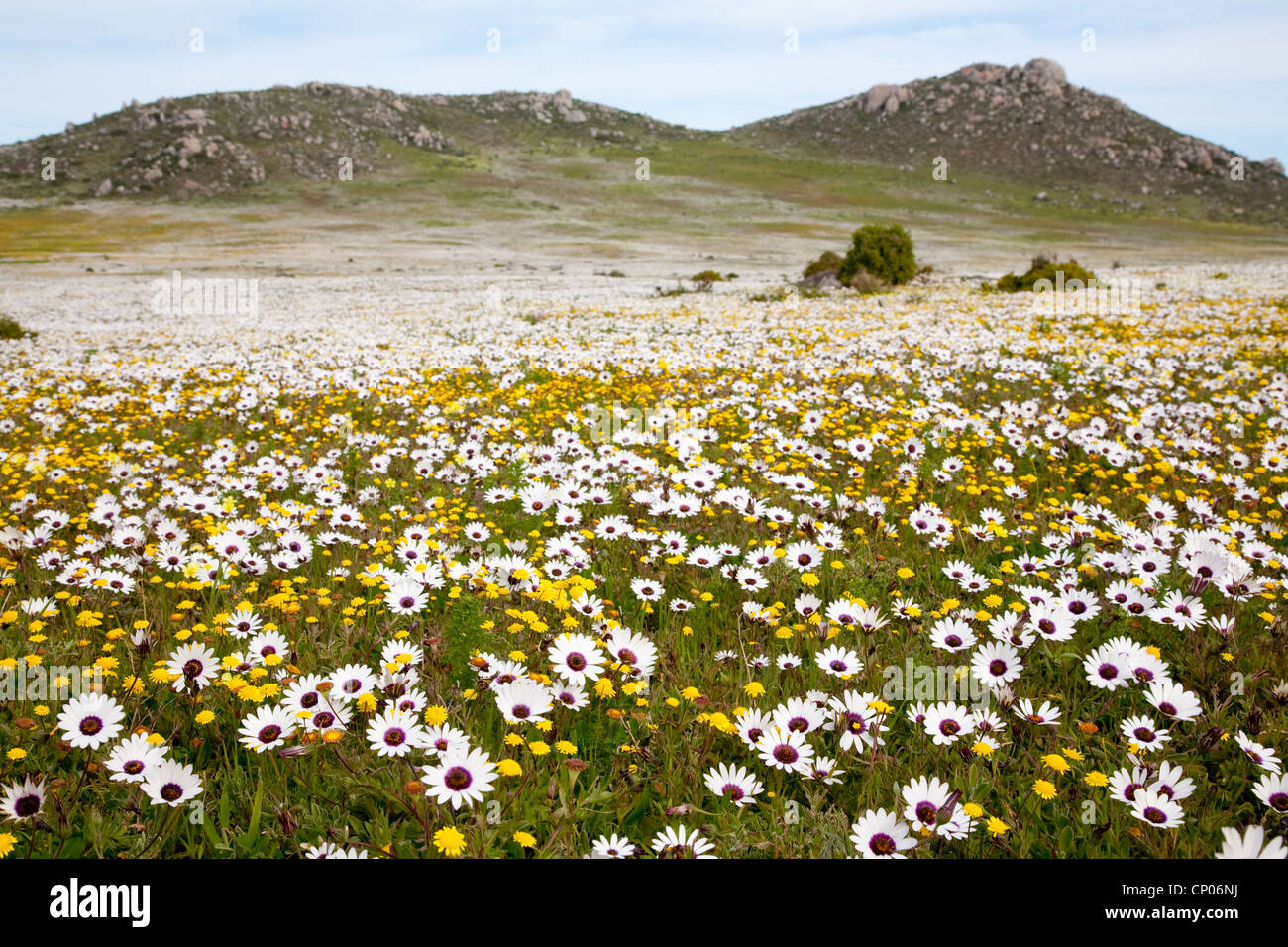 flower meadow with white flowering Dimorphotheca pluvialis, South