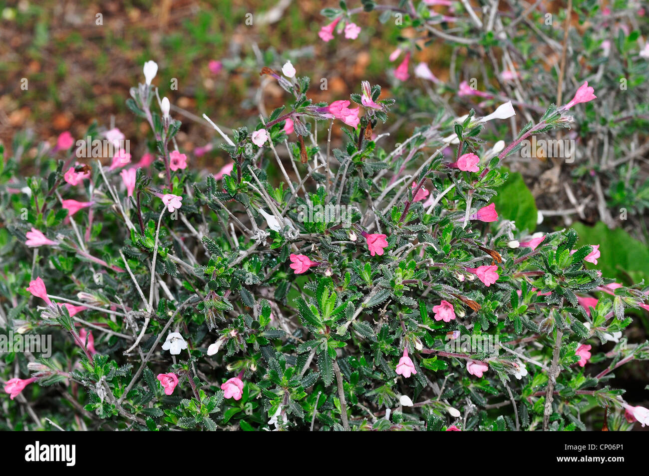 Lithodora hispidula (Lithodora hispidula), blooming, Cyprus Stock Photo