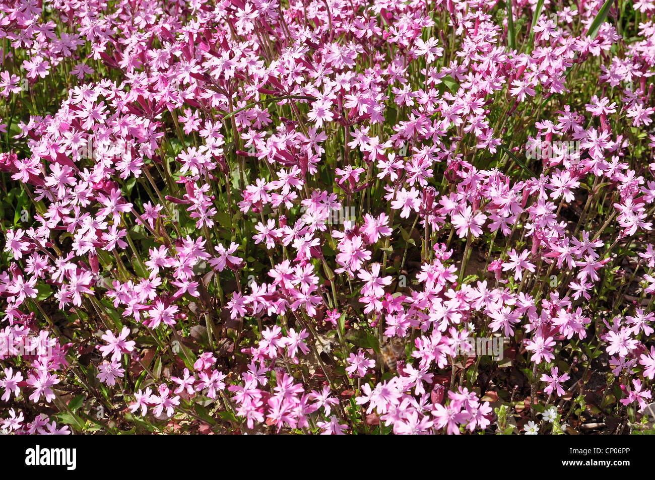 Silene fuscata (Silene fuscata), blooming, Cyprus Stock Photo