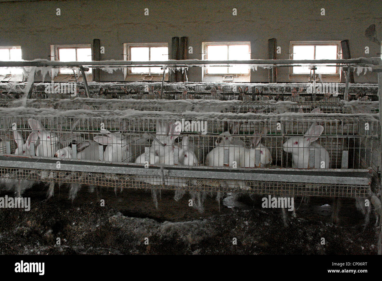 Rabbits in fattening cages hires stock photography and images Alamy