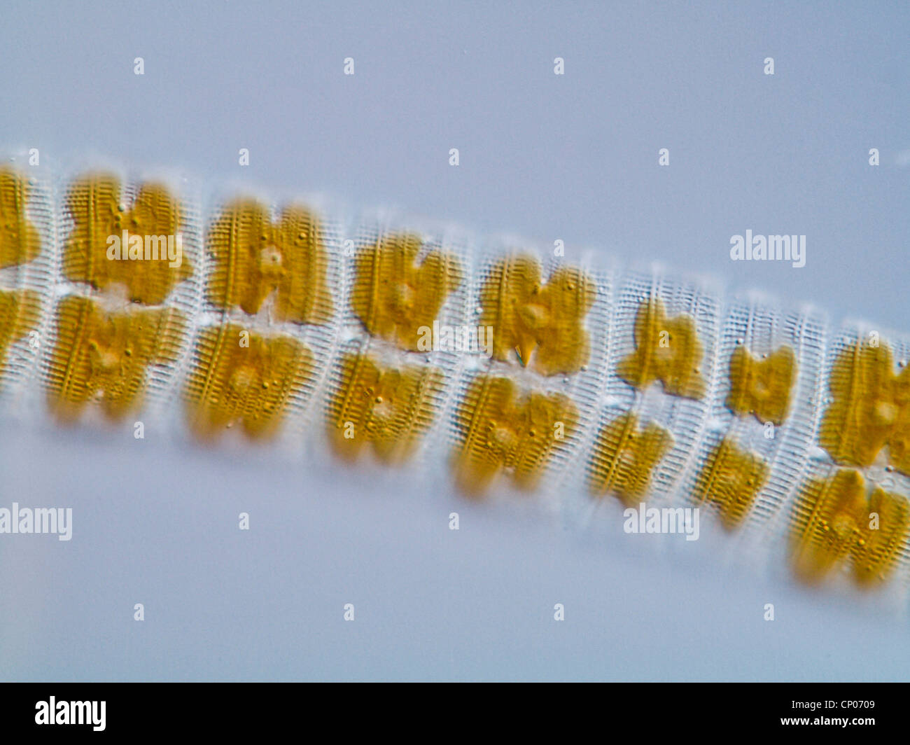 diatoms (Achnanthes spec.), forming a ribbon, Germany Stock Photo