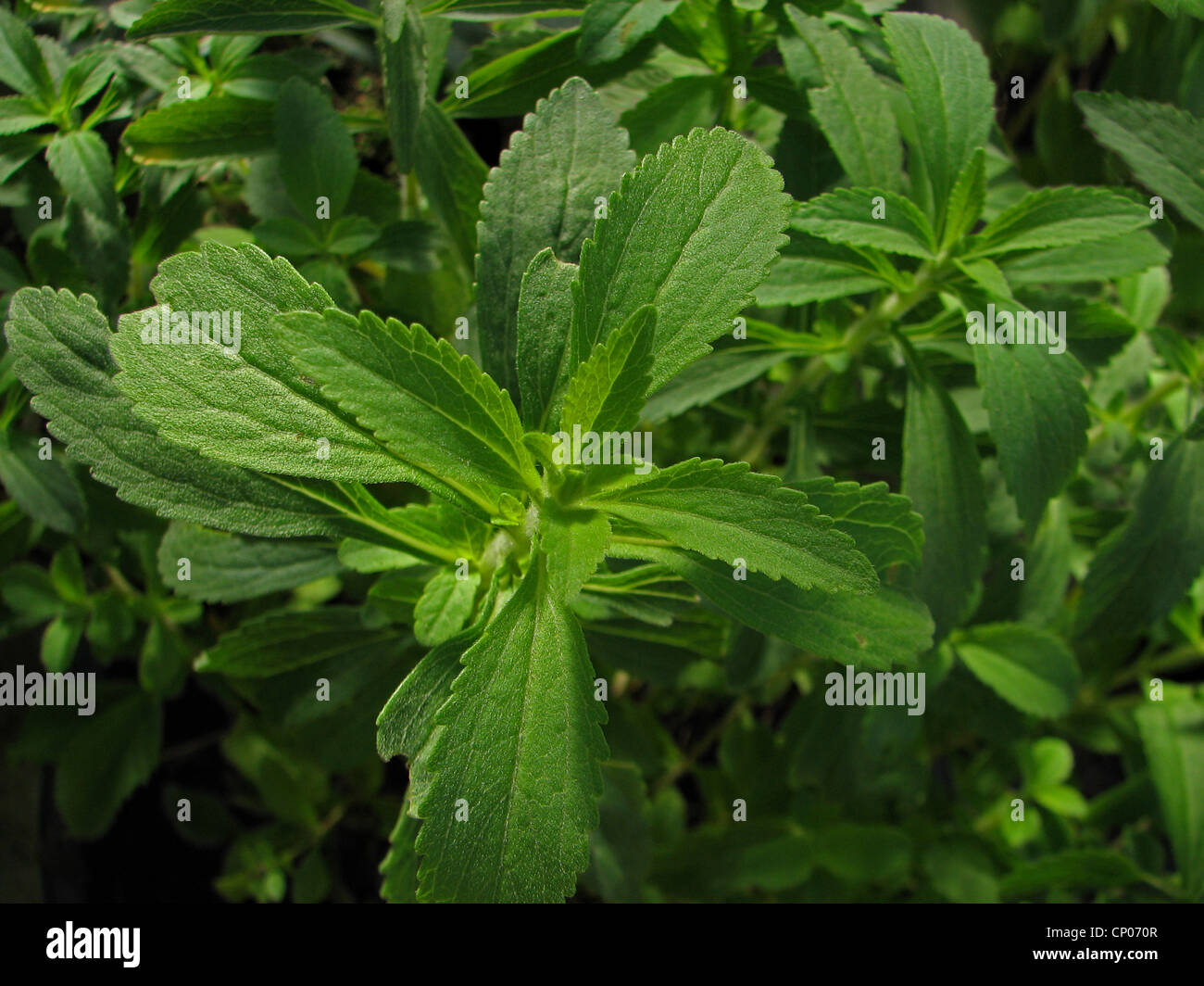 stevia (Stevia rebaudiana), plant Stock Photo