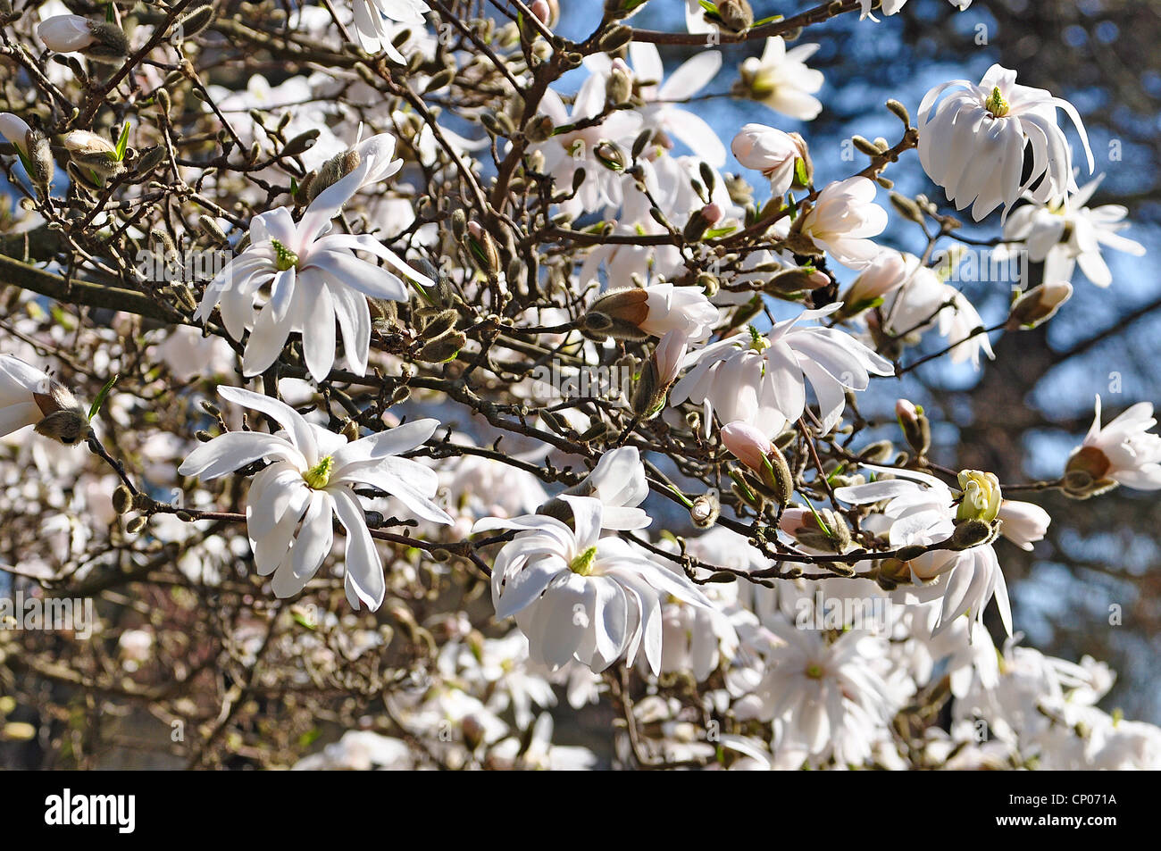 star magnolia (Magnolia stellata), blooming branches Stock Photo Alamy