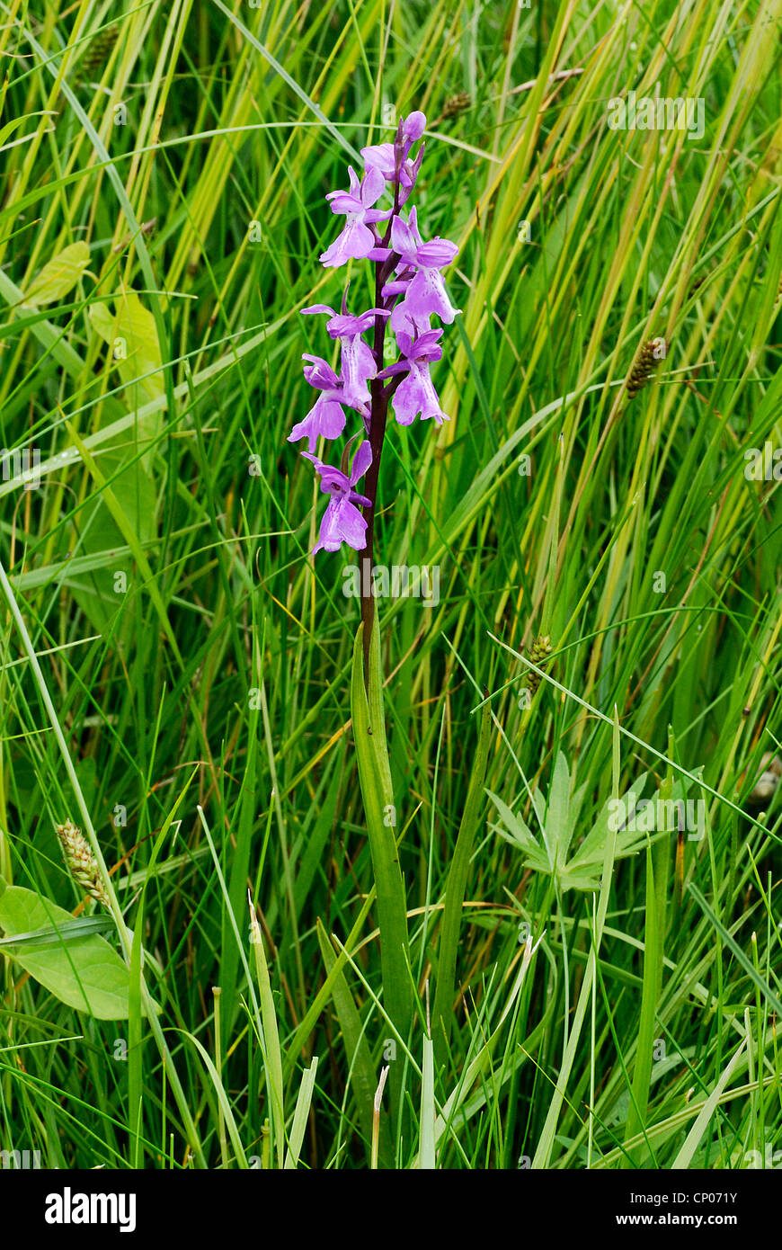 orchid (Orchis palustris), blooming individual, Germany, Saxony-Anhalt Stock Photo