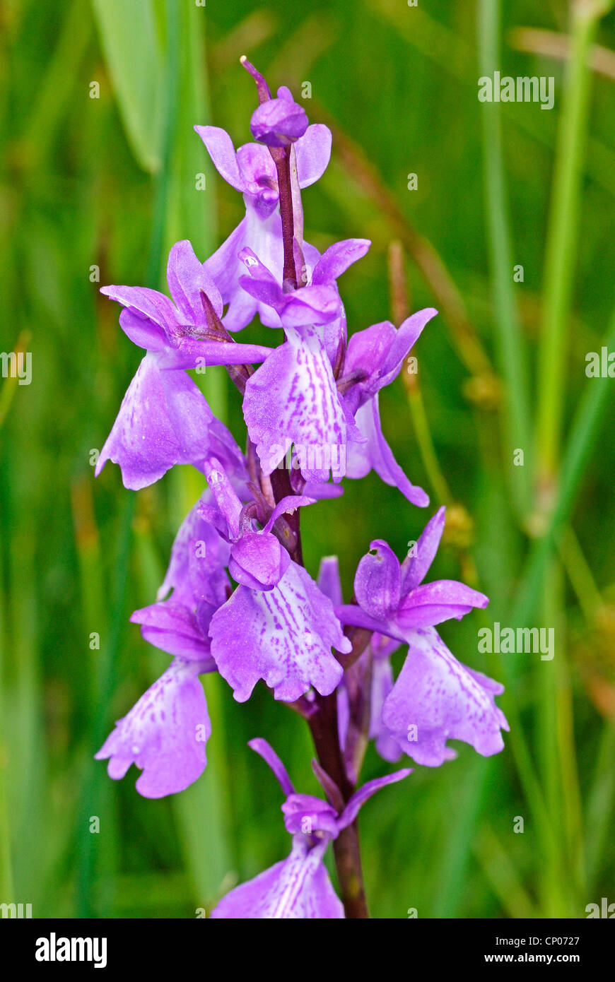 orchid (Orchis palustris), blooming, Germany, Saxony-Anhalt Stock Photo
