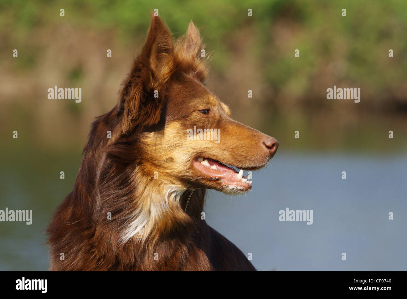 Australian Shepherd (Canis lupus f. familiaris), Australian Shepherd mixed breed dog, portrait Stock Photo