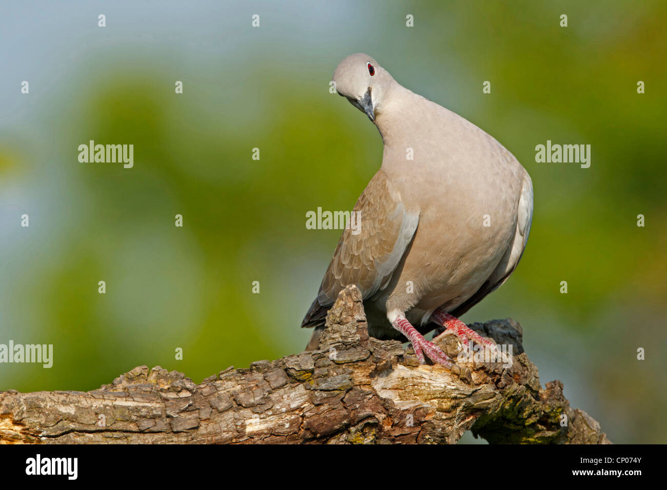 collared dove (Streptopelia decaocto), sitting on a branch bowing the head, Germany, Rhineland-Palatinate Stock Photo