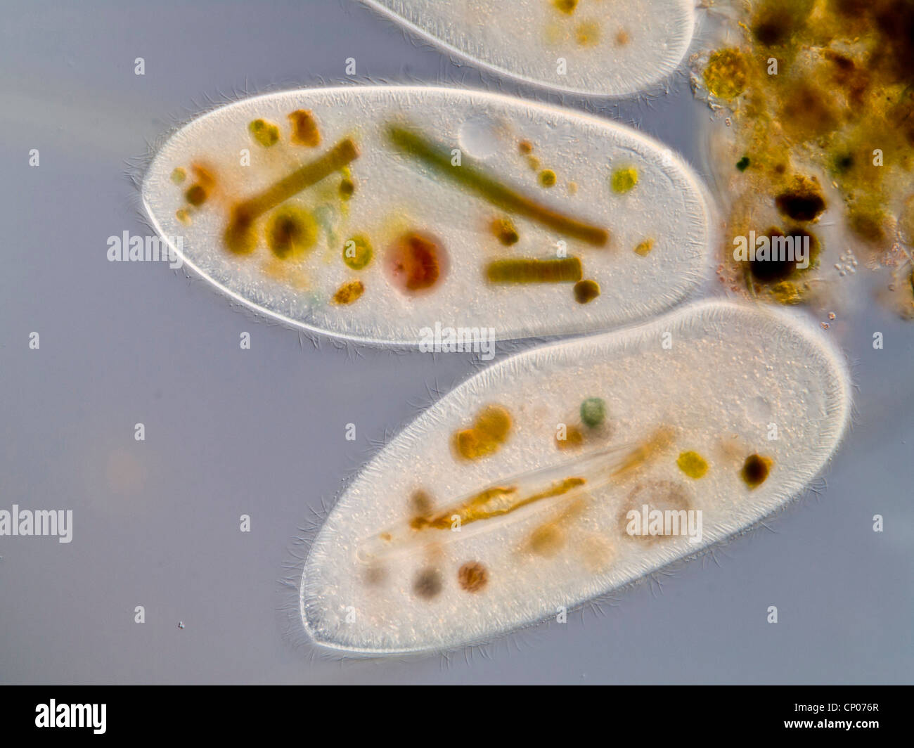 cilate (Frontonia leucas), ciliate of the order Peniculia with incorporated green and blue algae Stock Photo