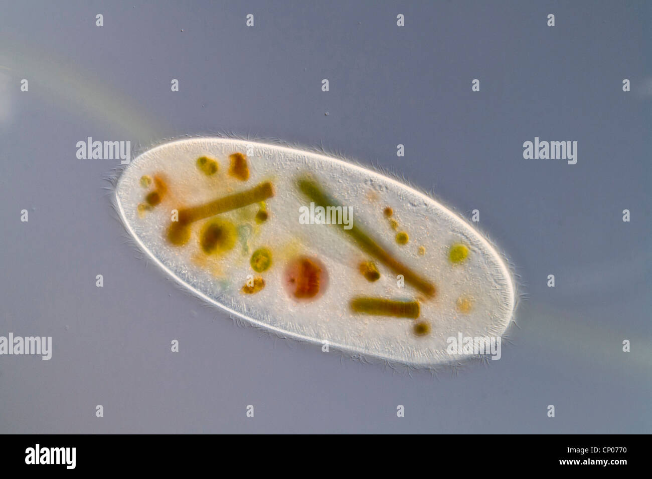 cilate (Frontonia leucas), ciliate of the order Peniculia with incorporated green and blue algae Stock Photo