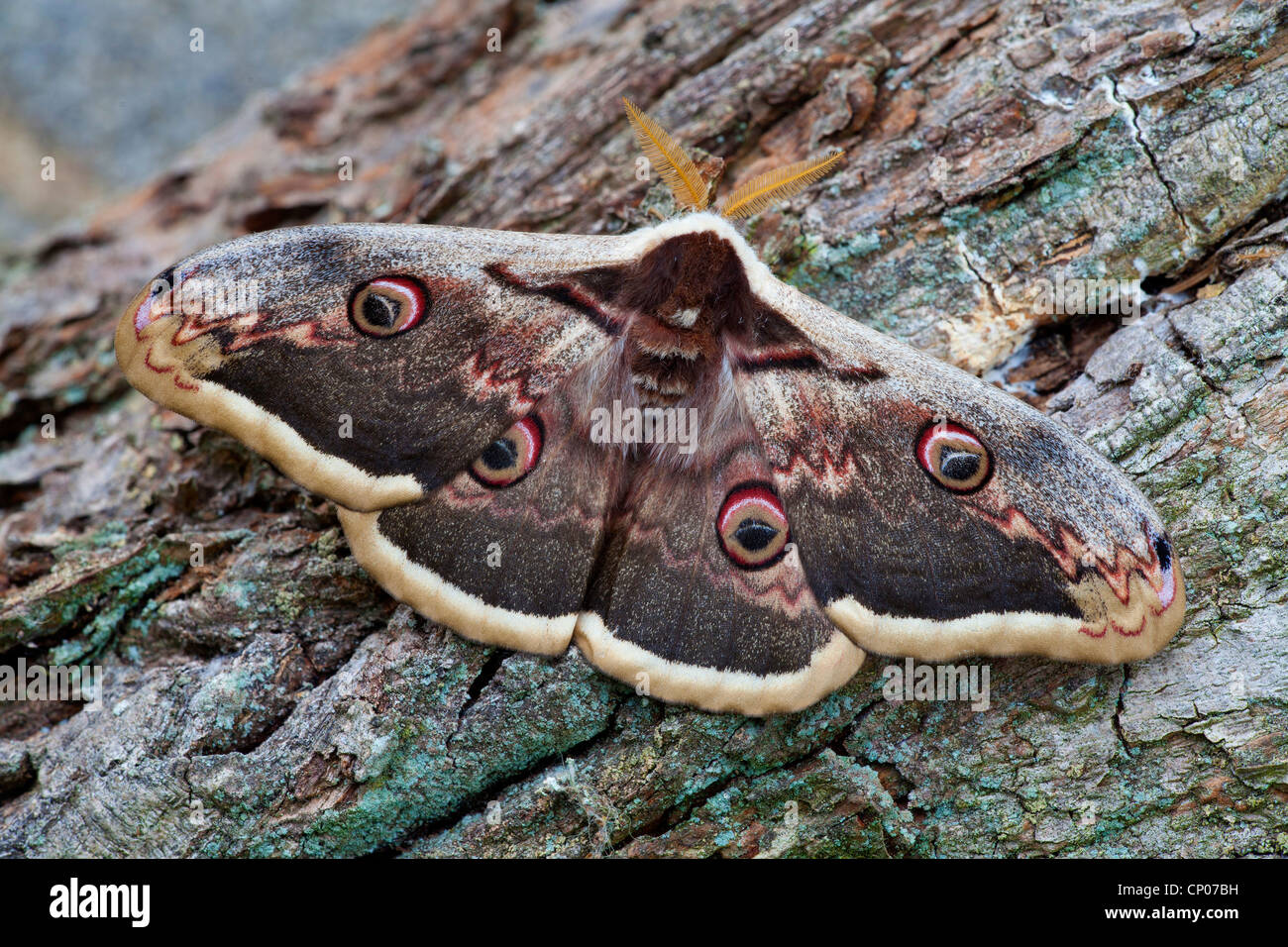 giant peacock moth (Saturnia pyri), male Stock Photo