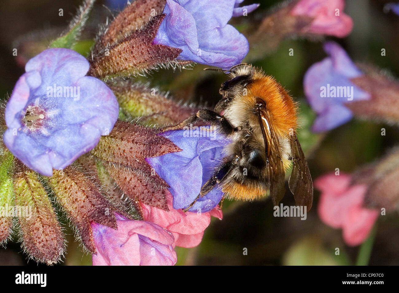carder bee, common carder bee (Bombus pascuorum, Bombus agrorum), searching for nectar at Pulmonaria, Germany Stock Photo