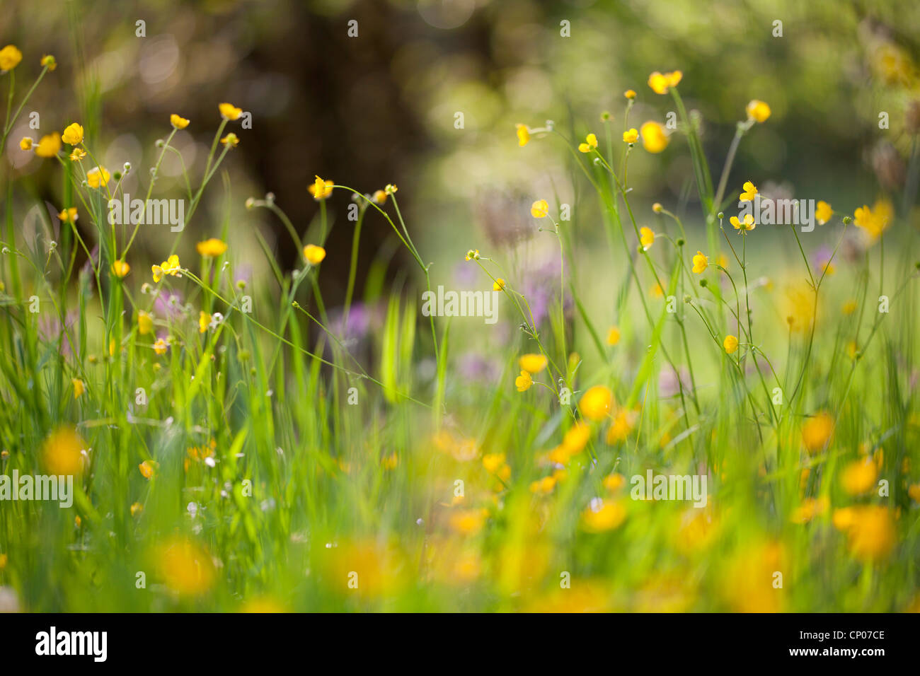tall buttercup, upright meadow crowfoot (Ranunculus acris), blloming meadow, Germany, Rhineland-Palatinate Stock Photo