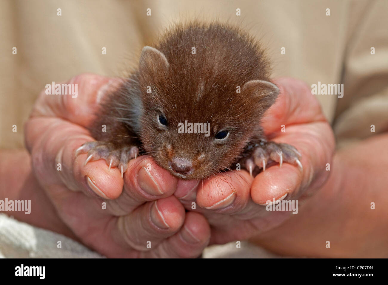 European pine marten (Martes martes), orphaned juvenile upbringing by human Stock Photo