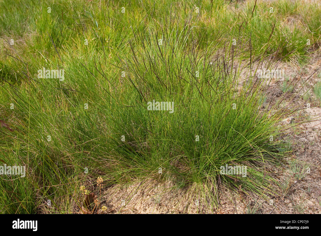 moormat grass (Nardus stricta), on sand, Germany Stock Photo Alamy