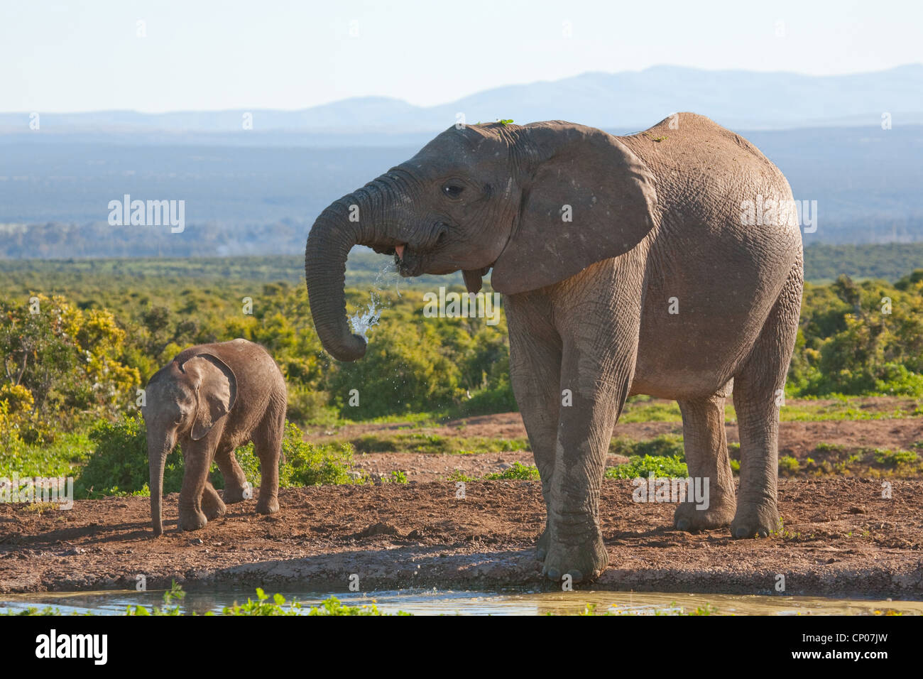 African elephant (Loxodonta africana), cow elephant with calf at waterhole, South Africa, Eastern Cape, Addo Elephant National Park Stock Photo