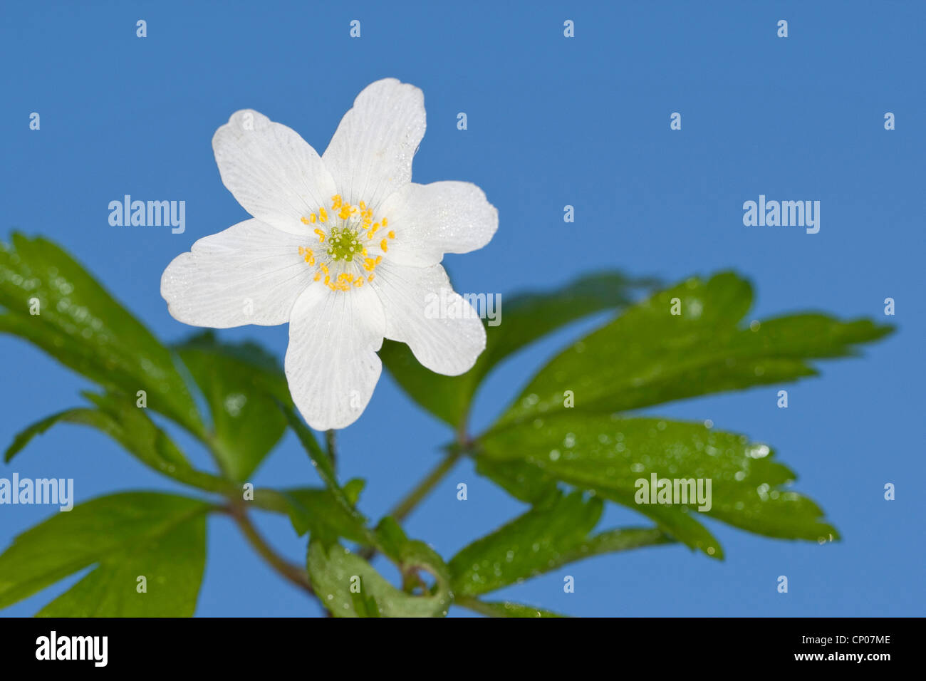 wood anemone (Anemone nemorosa), flower against blue background