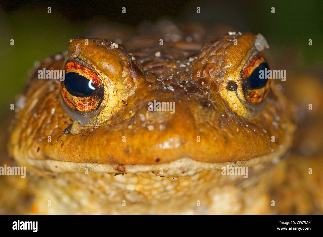 European common toad (Bufo bufo), portrait, Germany Stock Photo