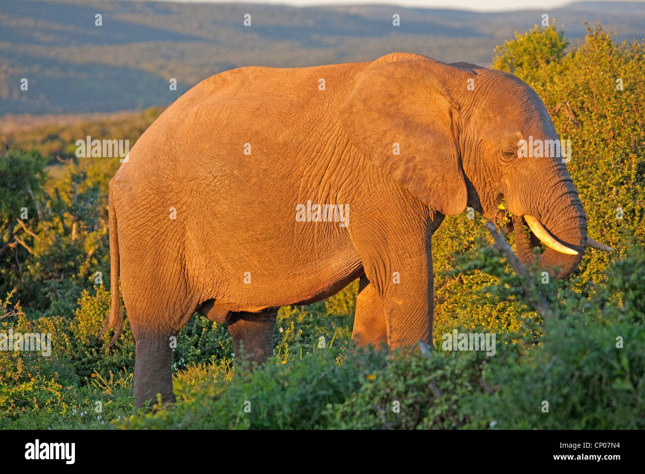 African elephant (Loxodonta africana), in evening light, South Africa, Eastern Cape, Addo Elephant National Park Stock Photo
